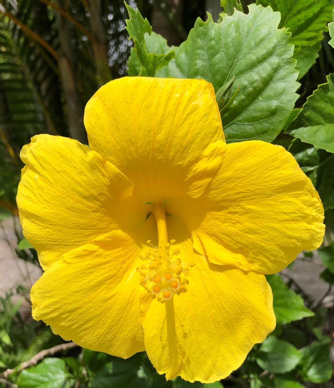 Yellow Hibiscus from The Yellow Nest CGP